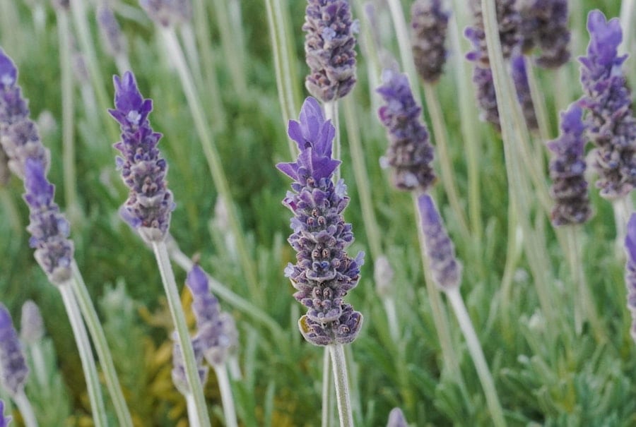 lavendar field